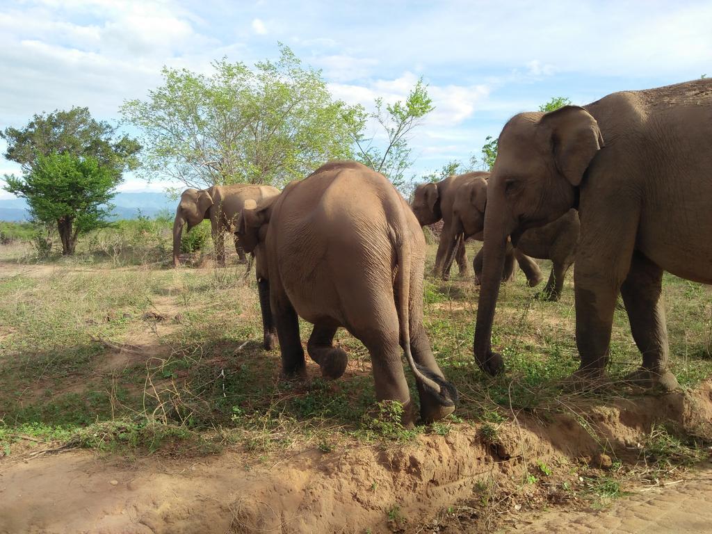 Brookline Safari Resort Удавалаве Екстер'єр фото